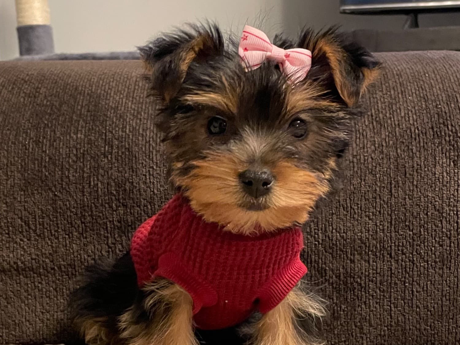 Whiskey - Yorkshire Terrier | Petmeetly