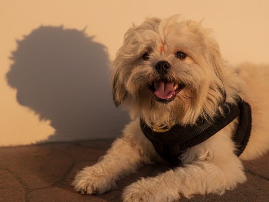 Shih Tzu 2 years 7 months old male medium named Bruno for breeding in Pimpri-Chinchwad, Maharashtra | Petmeetly