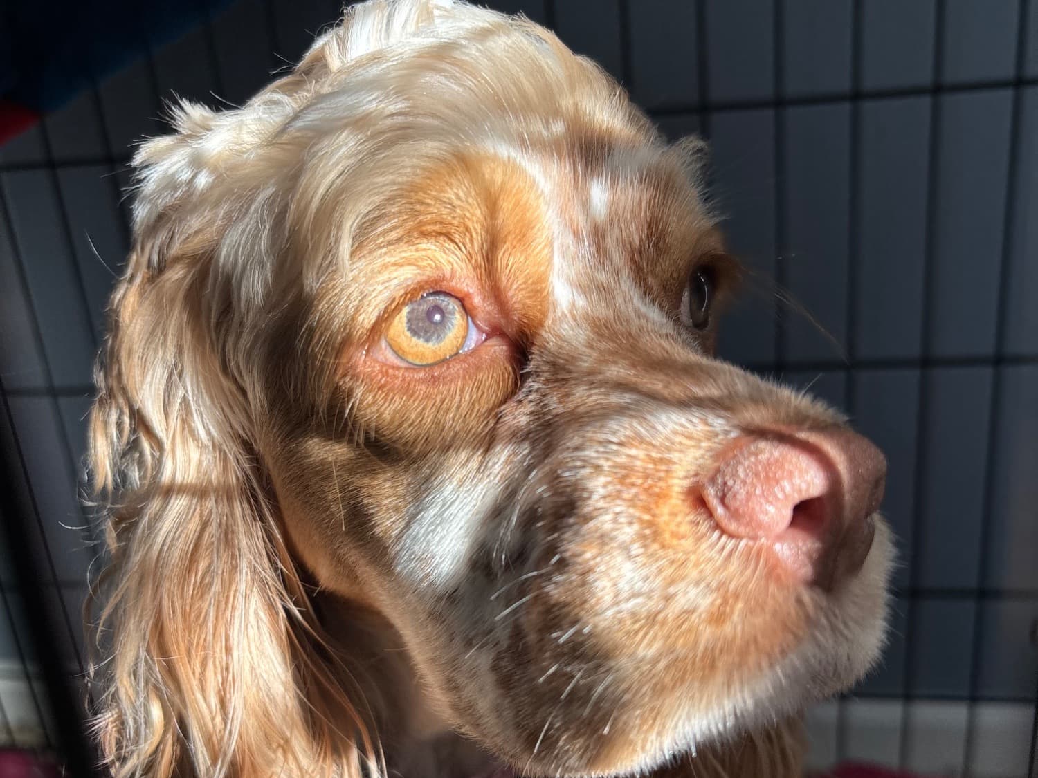 Cocker Spaniel 1 year old female medium named Daisy for breeding in Florence, Kentucky | Petmeetly