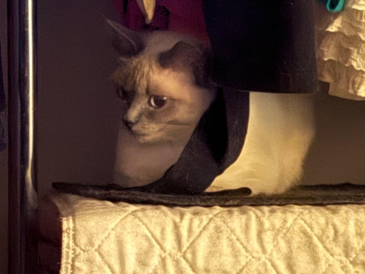 Minnie Mouse - Siamese | Petmeetly