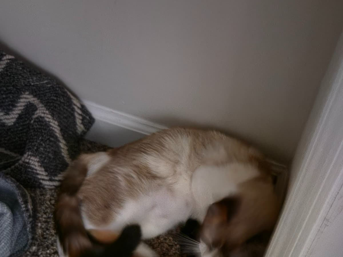 Hotpocket - Siamese | Petmeetly