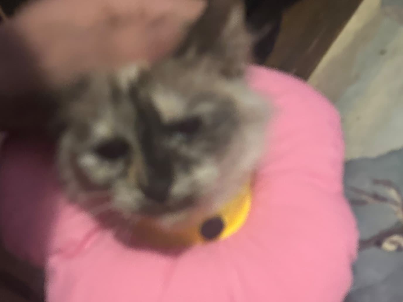 cracker - Siamese | Petmeetly