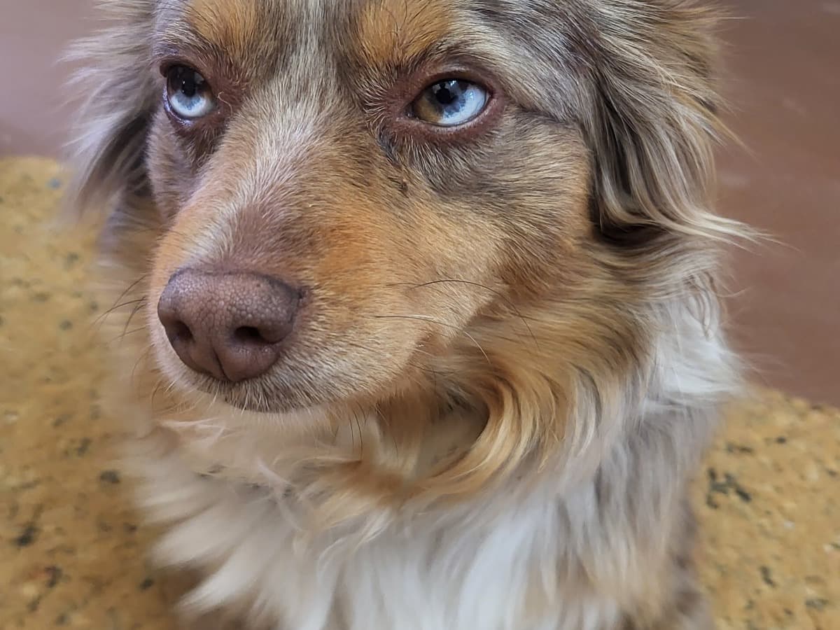 Tula - Australian Shepherd | Petmeetly