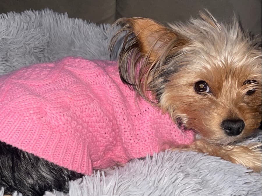 Cora - Yorkshire Terrier | Petmeetly