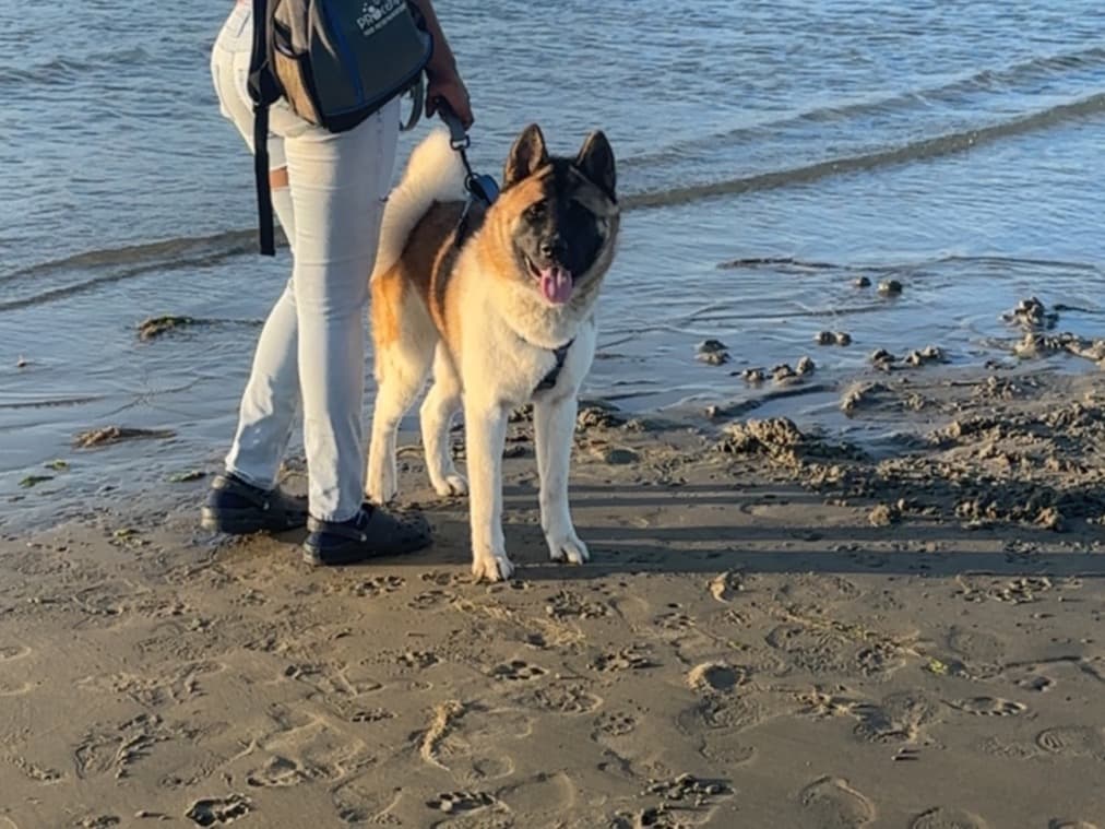 Ohana - Akita | Petmeetly