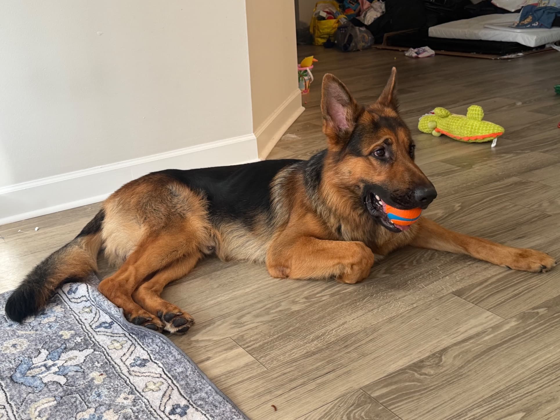 German Shepherd 2 years old male large named Zeus for breeding in Bowling Green, Kentucky | Petmeetly