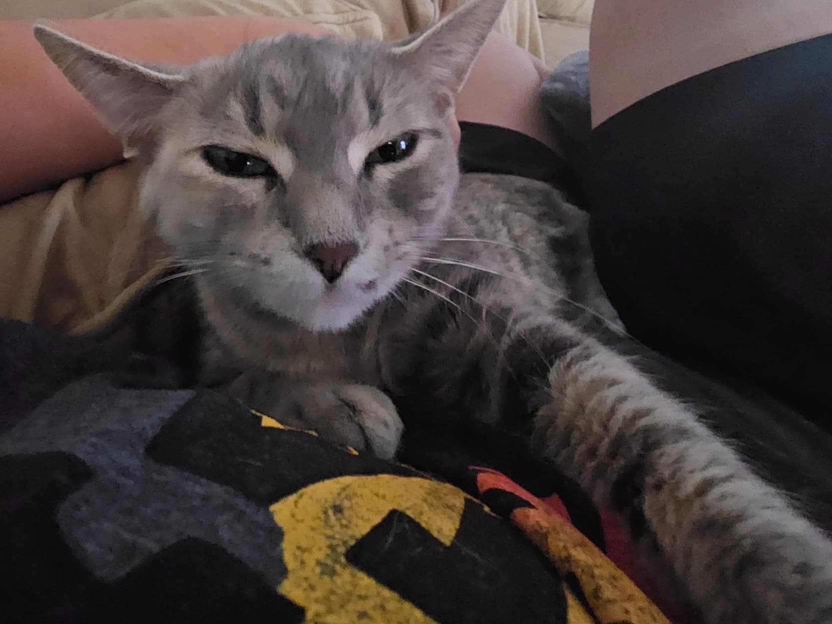 boo - Tabby | Petmeetly
