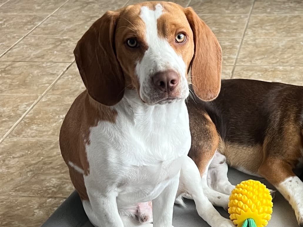 adobo - Beagle | Petmeetly