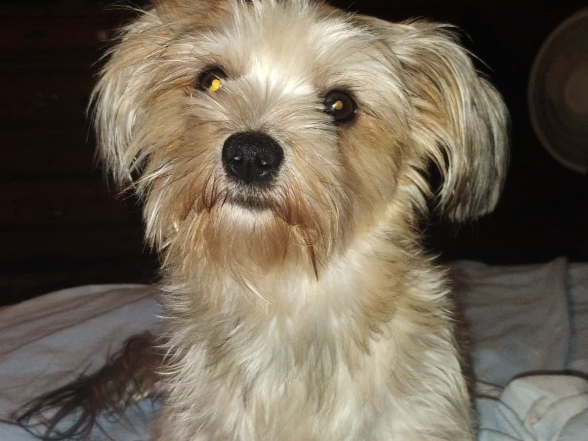 sadie - Yorkshire Terrier | Petmeetly
