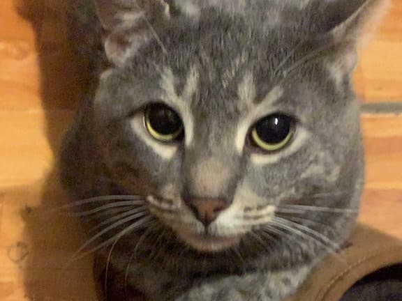 Cloud - Domestic Shorthair | Petmeetly