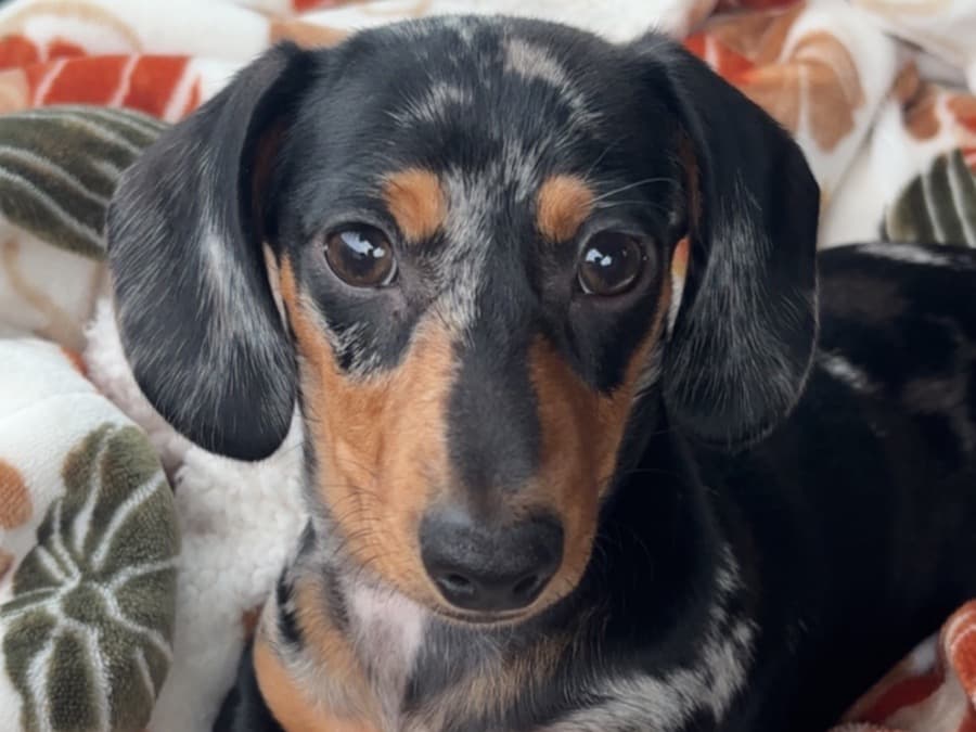Dachshund 1 year old male small named Bentley for breeding in Alachua, Florida | Petmeetly