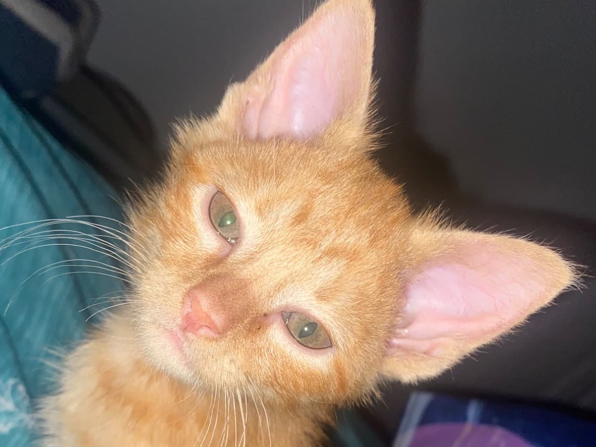 autumn - Tabby | Petmeetly