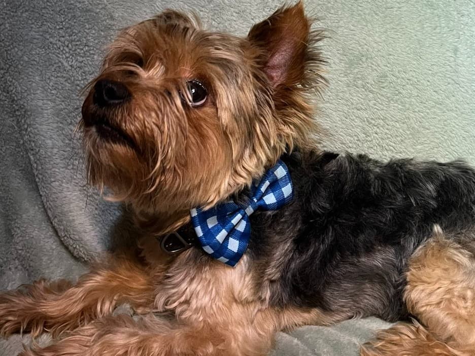 Smokey The Bandit - Yorkshire Terrier | Petmeetly
