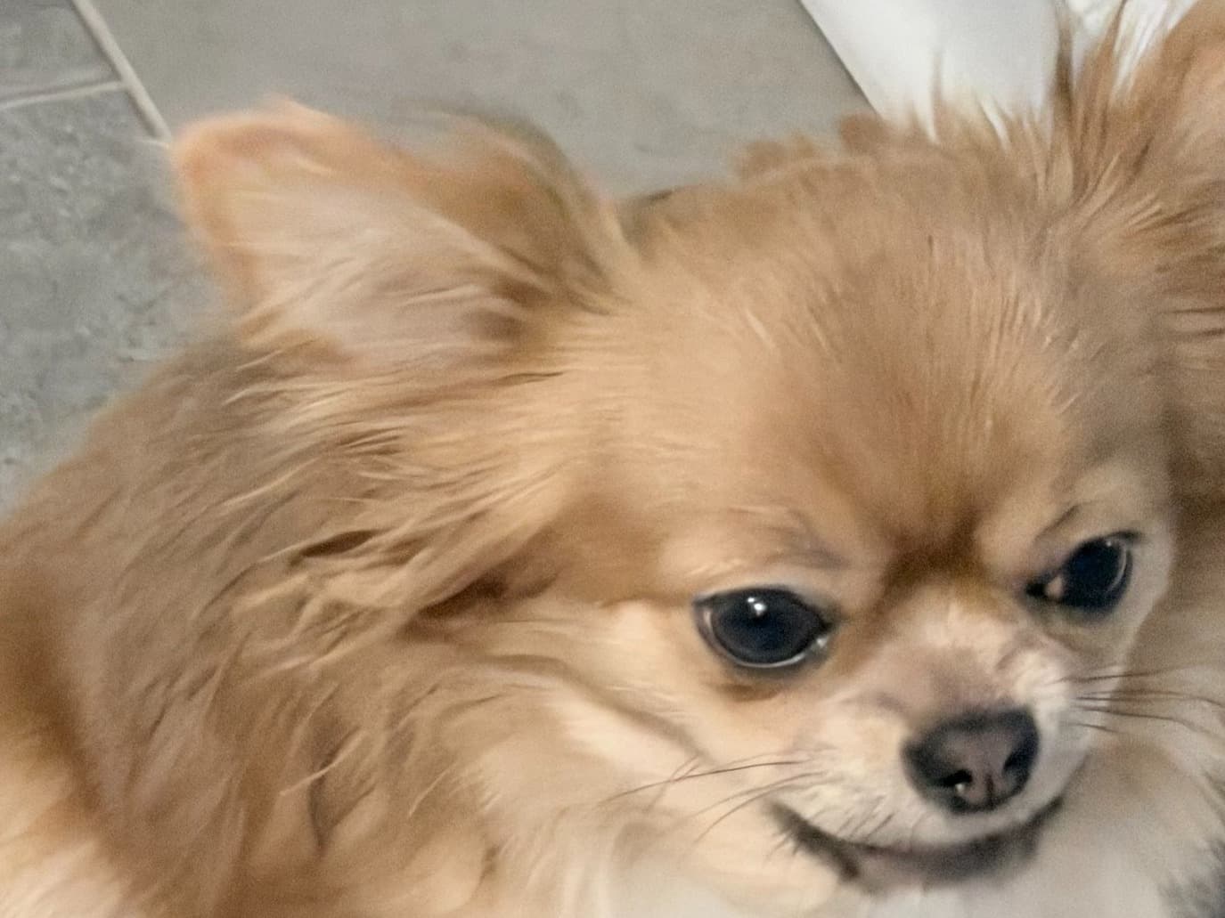 Miniature Chihuahua 1 year old female small named POOKACHU for breeding in Canton, Georgia | Petmeetly