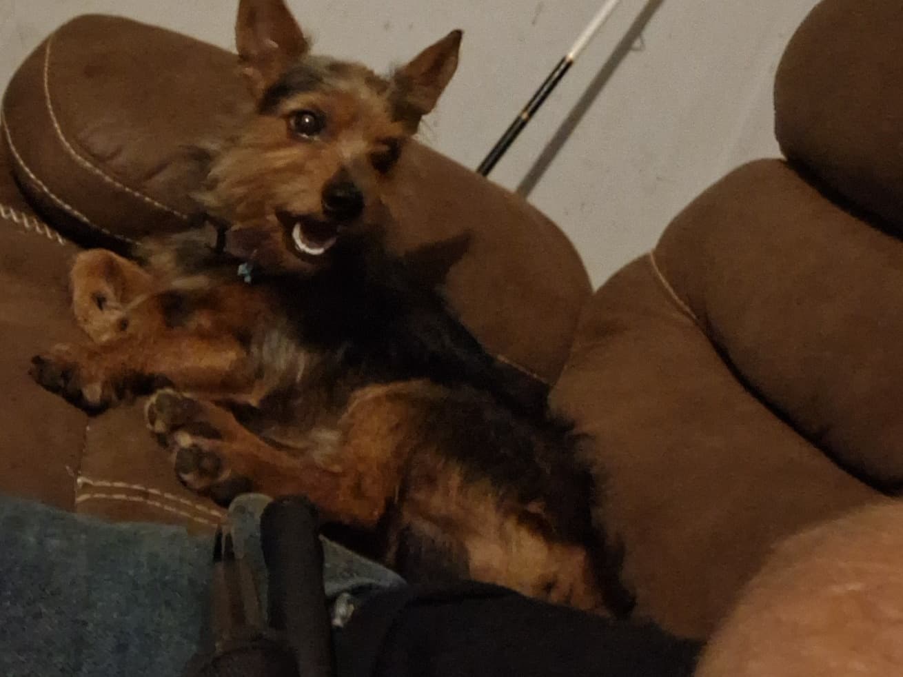 Yorkshire Terrier 2 years old male small named Boudreaux for breeding in Jacksonville, Texas | Petmeetly