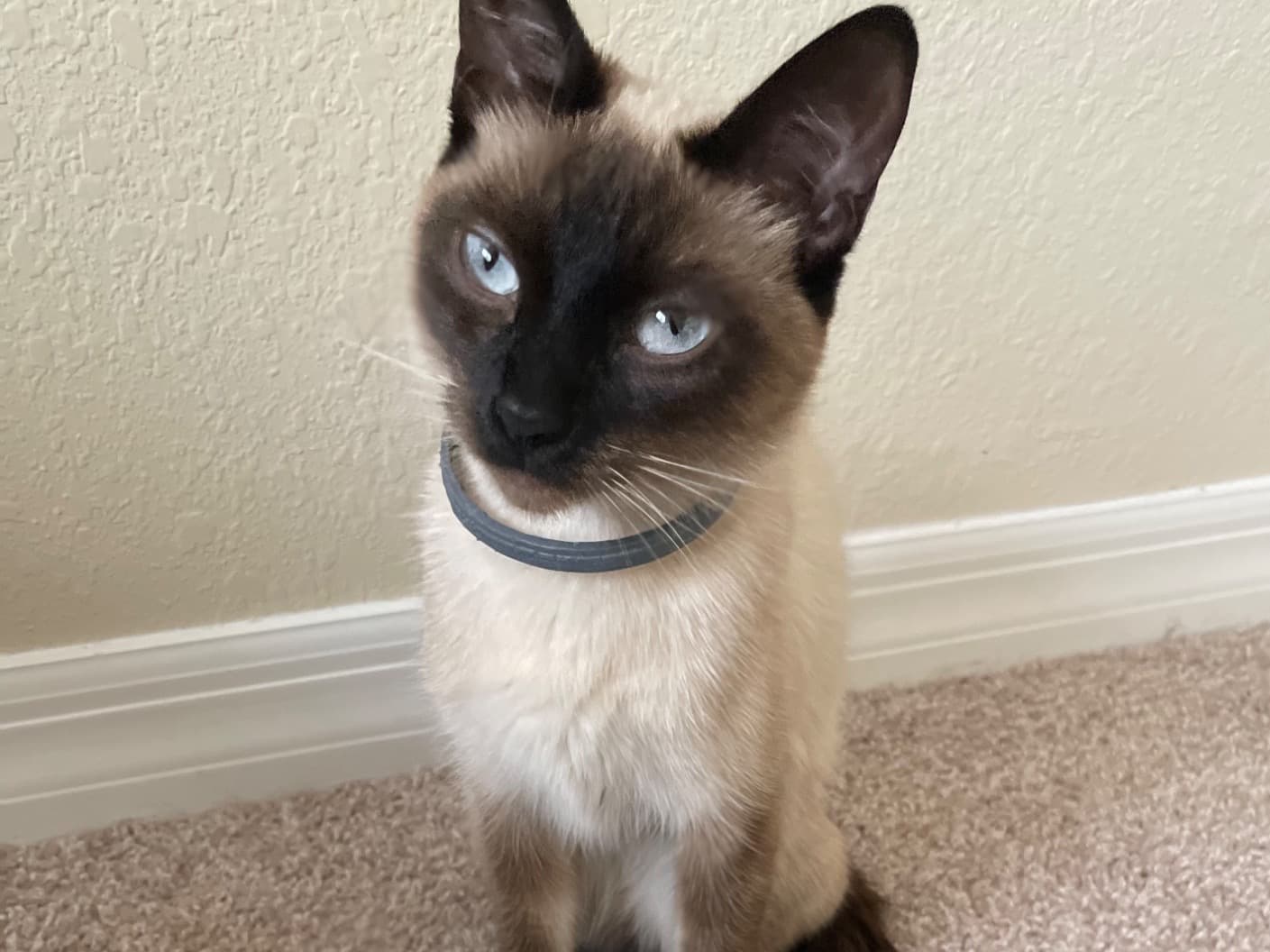 Kairi - Siamese | Petmeetly