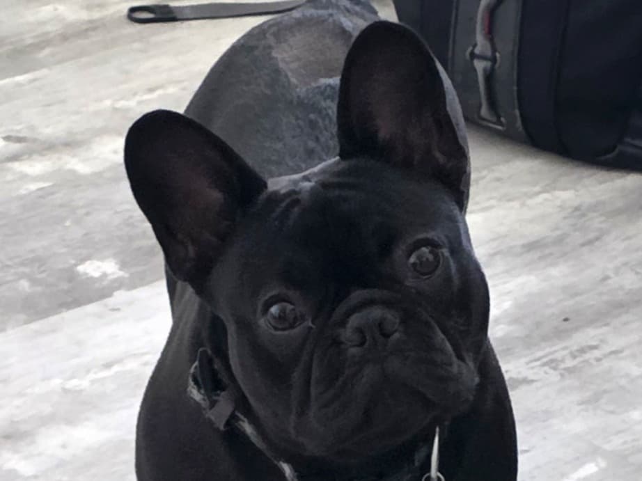 French Bulldog 1 year old male medium named zeus for breeding in Texas City, Texas | Petmeetly