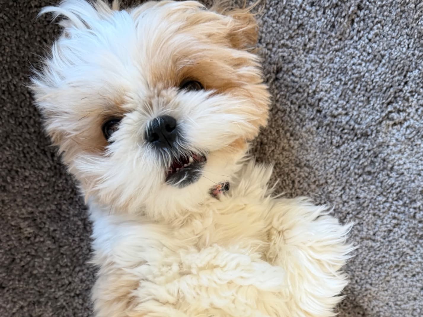 jackie - Shih Tzu | Petmeetly