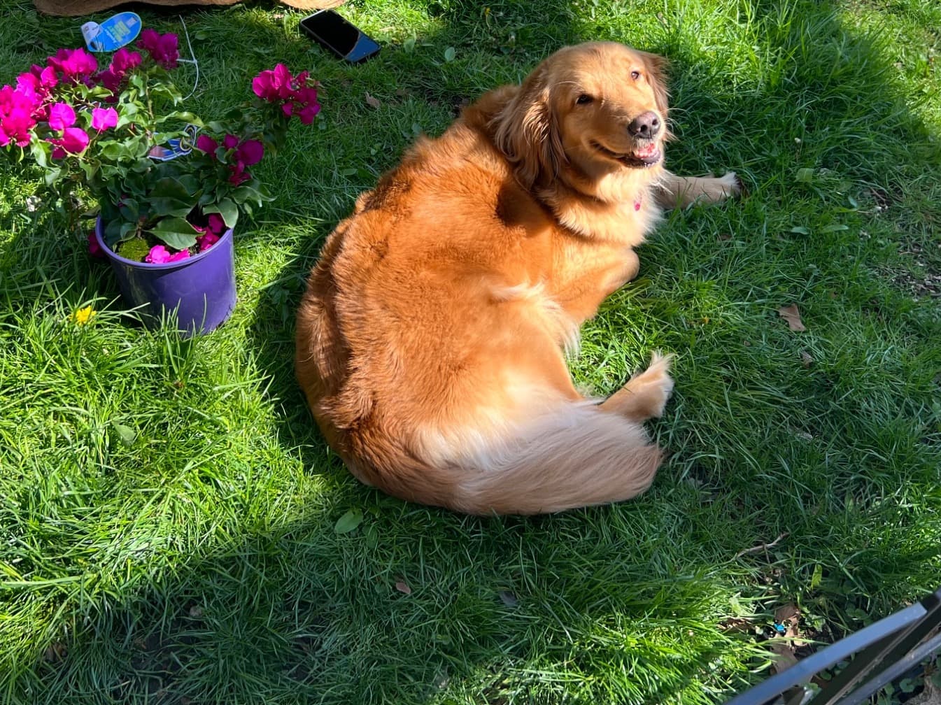 Rolly - Golden Retriever | Petmeetly
