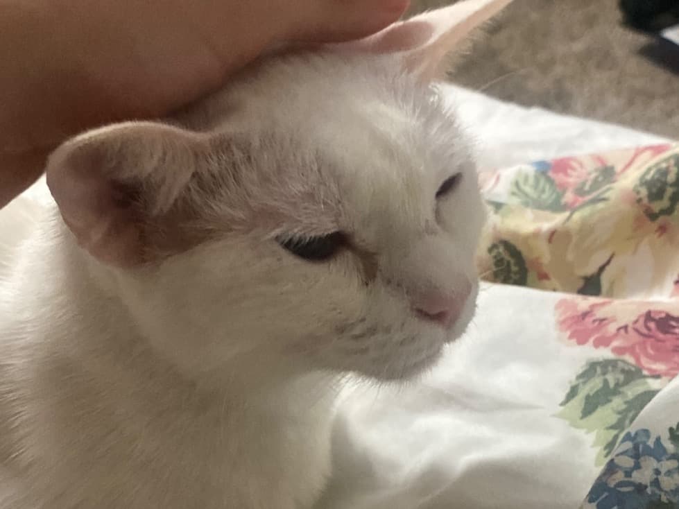 snowball - Siamese | Petmeetly