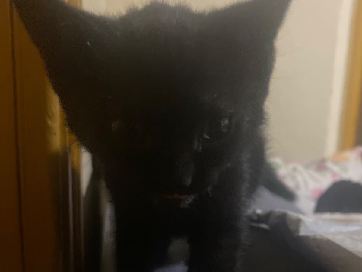 luna - Domestic Shorthair | Petmeetly