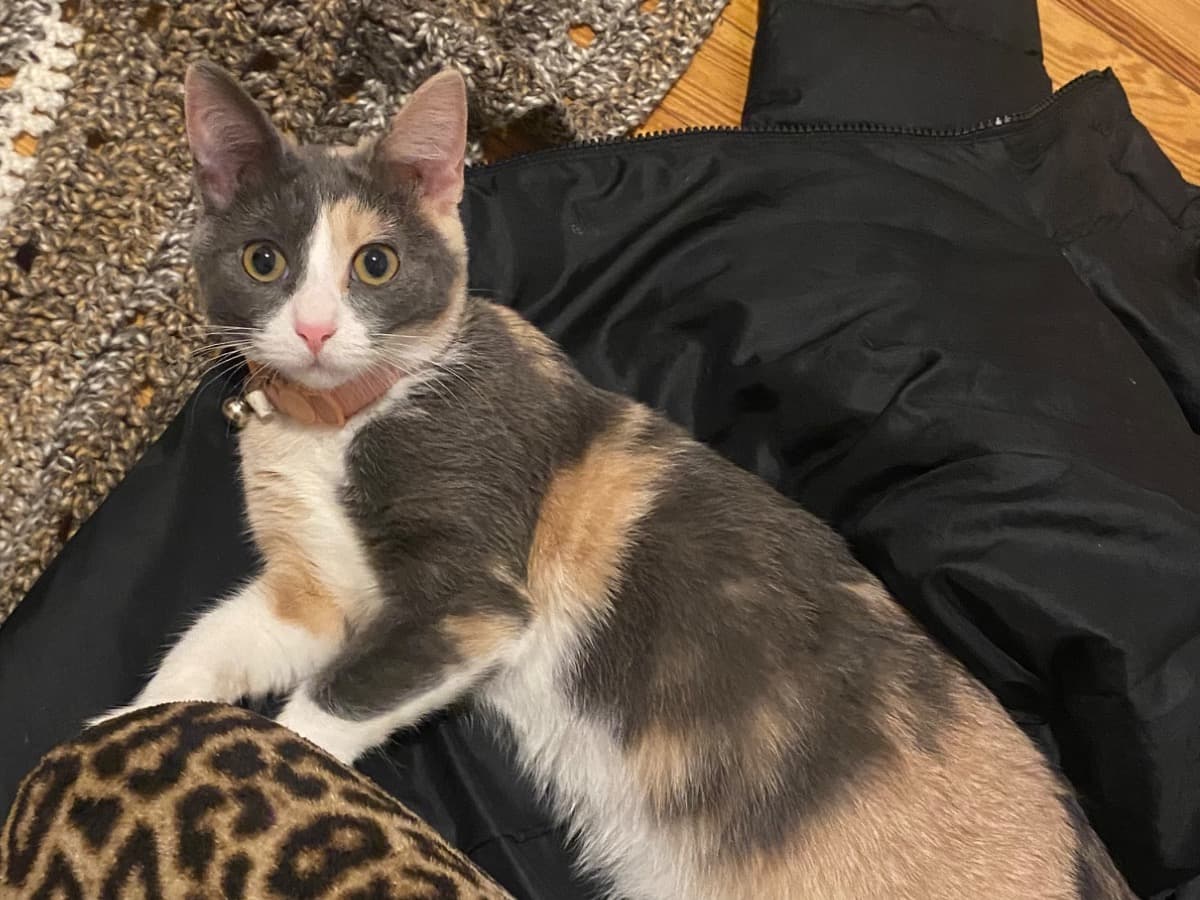 luna - American Shorthair | Petmeetly