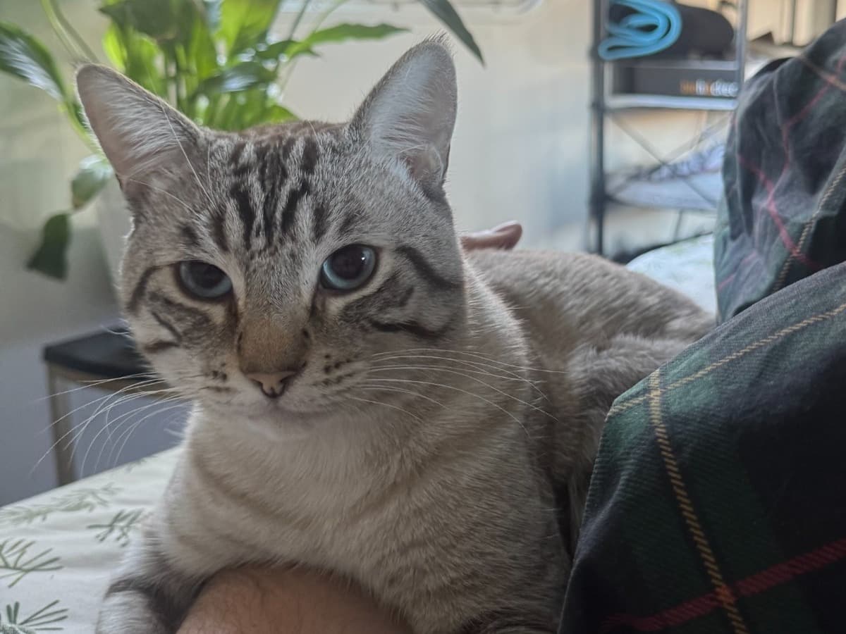 Grit - American Shorthair | Petmeetly