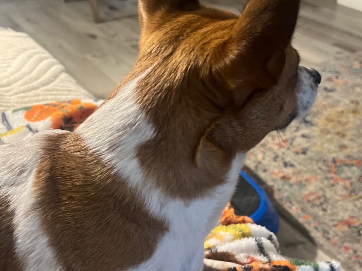 Jack Russell Terrier 5 years old female small named rosie for breeding in Coldwater, Ohio | Petmeetly