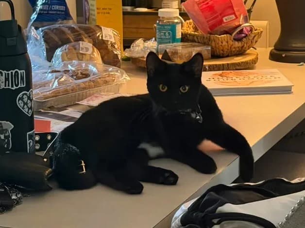 Binx - American Shorthair | Petmeetly