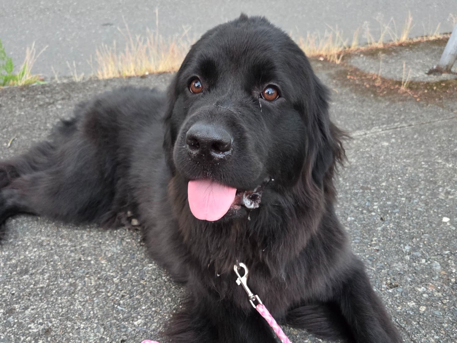 Raven - Newfoundland | Petmeetly