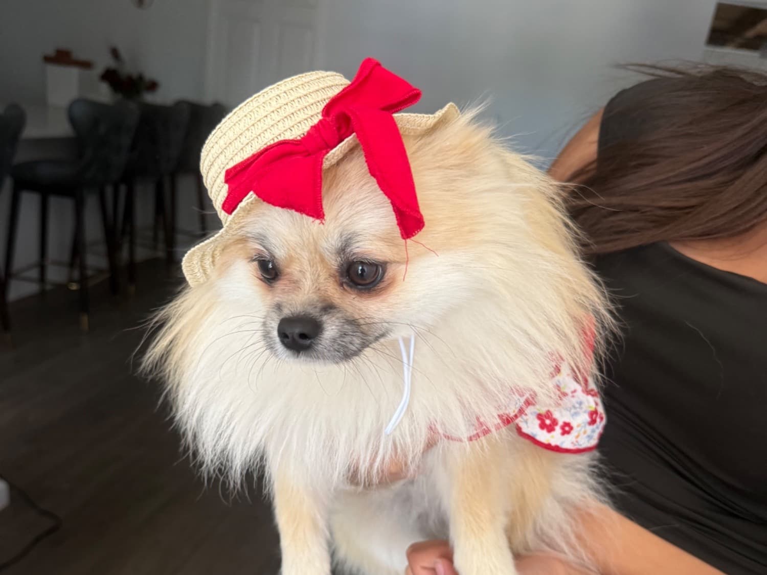 milu - Pomeranian | Petmeetly