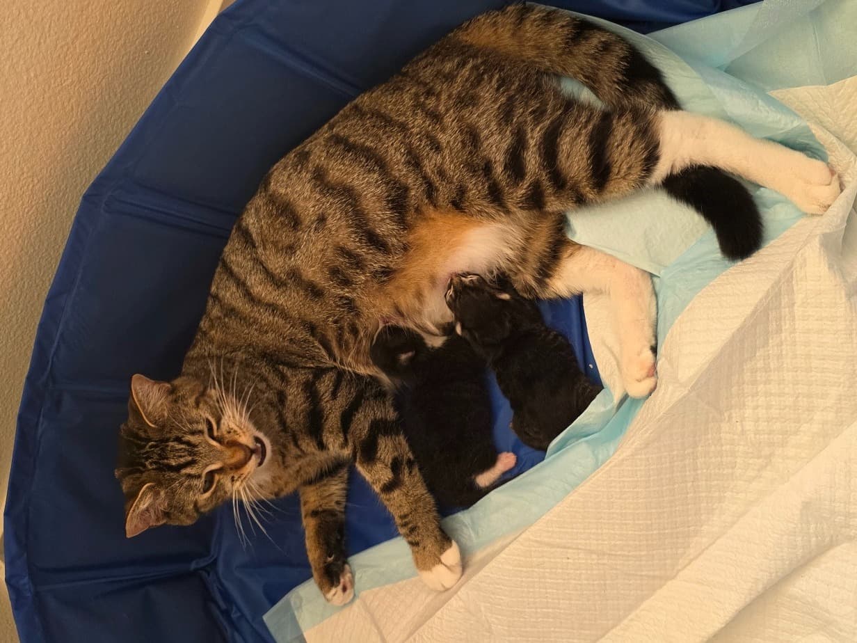 Cleo - American Shorthair | Petmeetly