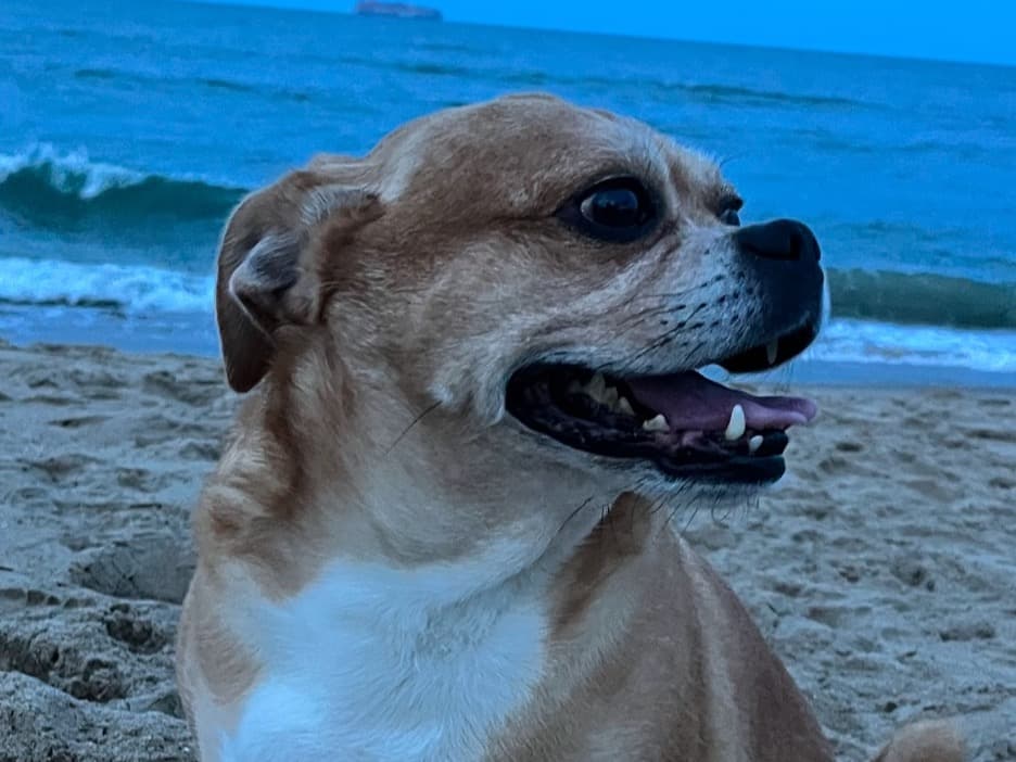 Benji - Beagle | Petmeetly