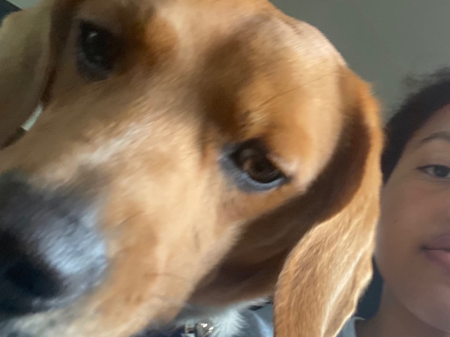 freackles - Beagle | Petmeetly