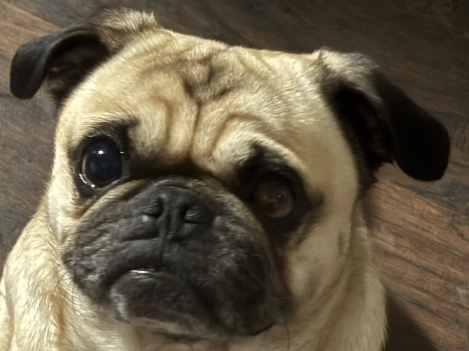 Prince - Pug | Petmeetly