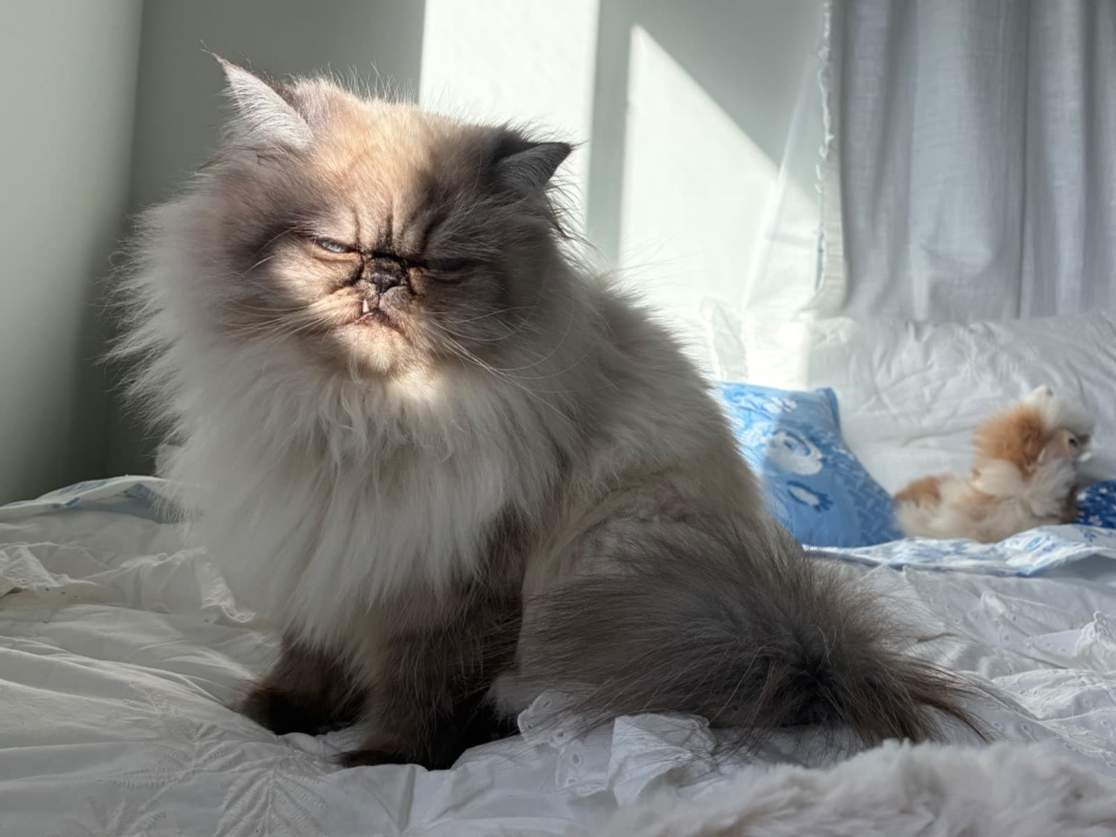 Opal - Persian | Petmeetly