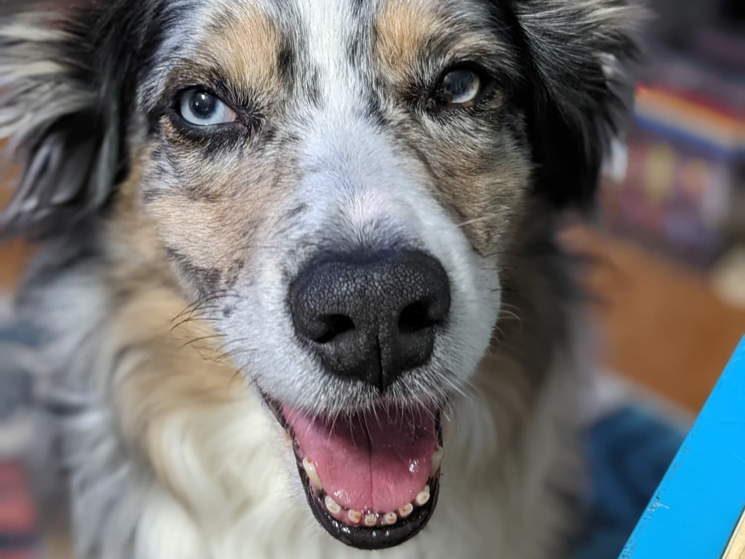 Fletcher - Australian Shepherd | Petmeetly