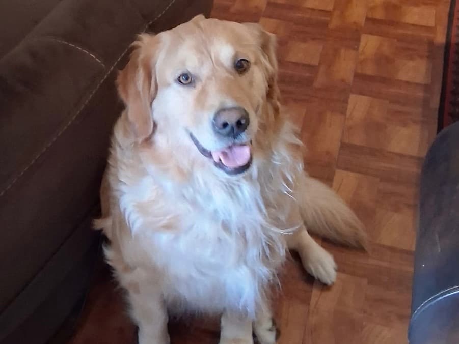 Honey Dew - Golden Retriever | Petmeetly