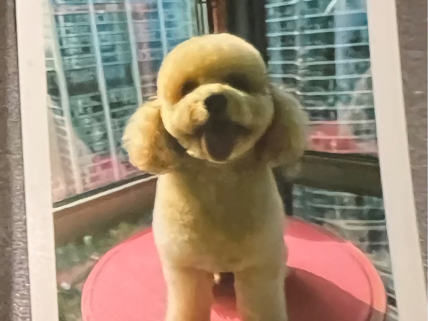 Loki - Goldendoodle | Petmeetly