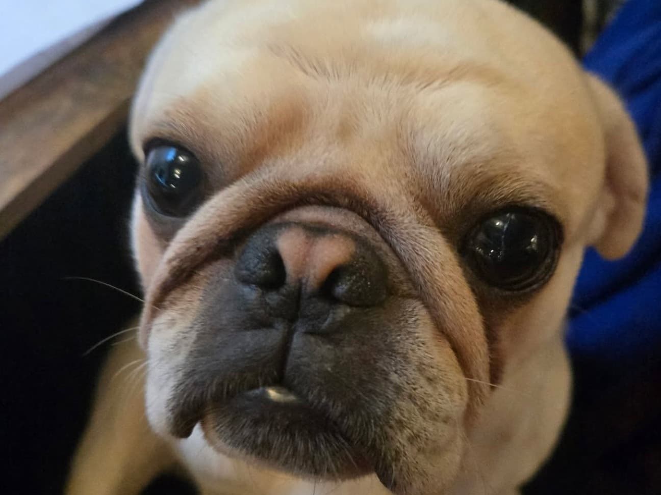 Dug - Pug | Petmeetly