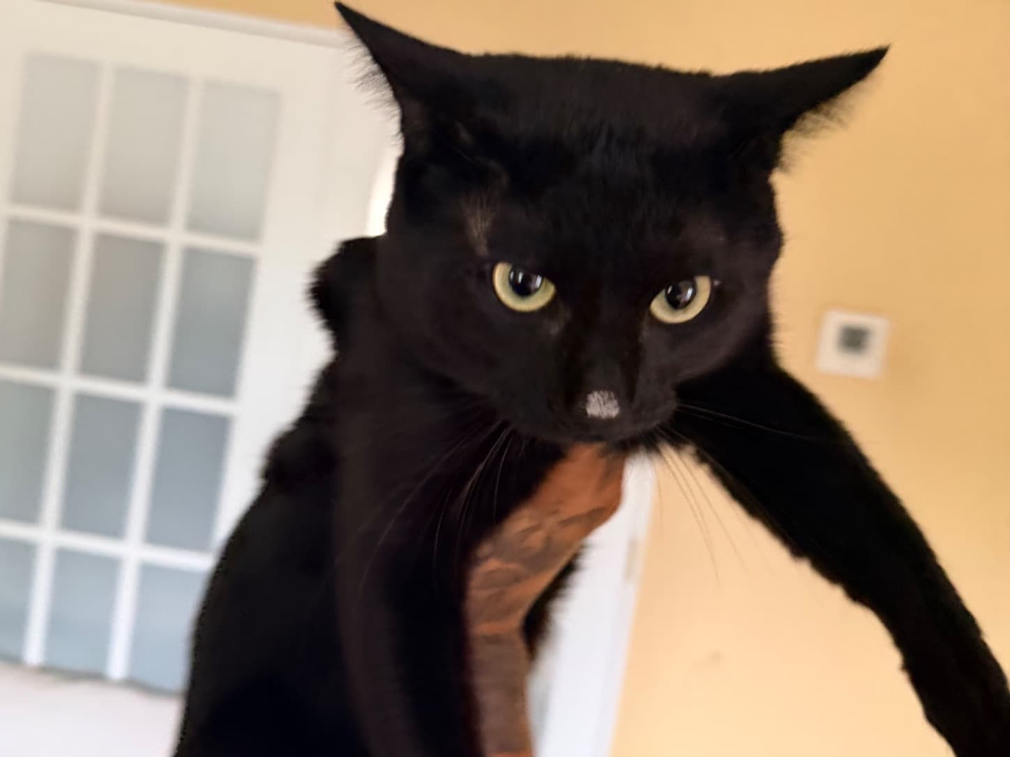 milo - Domestic Shorthair | Petmeetly