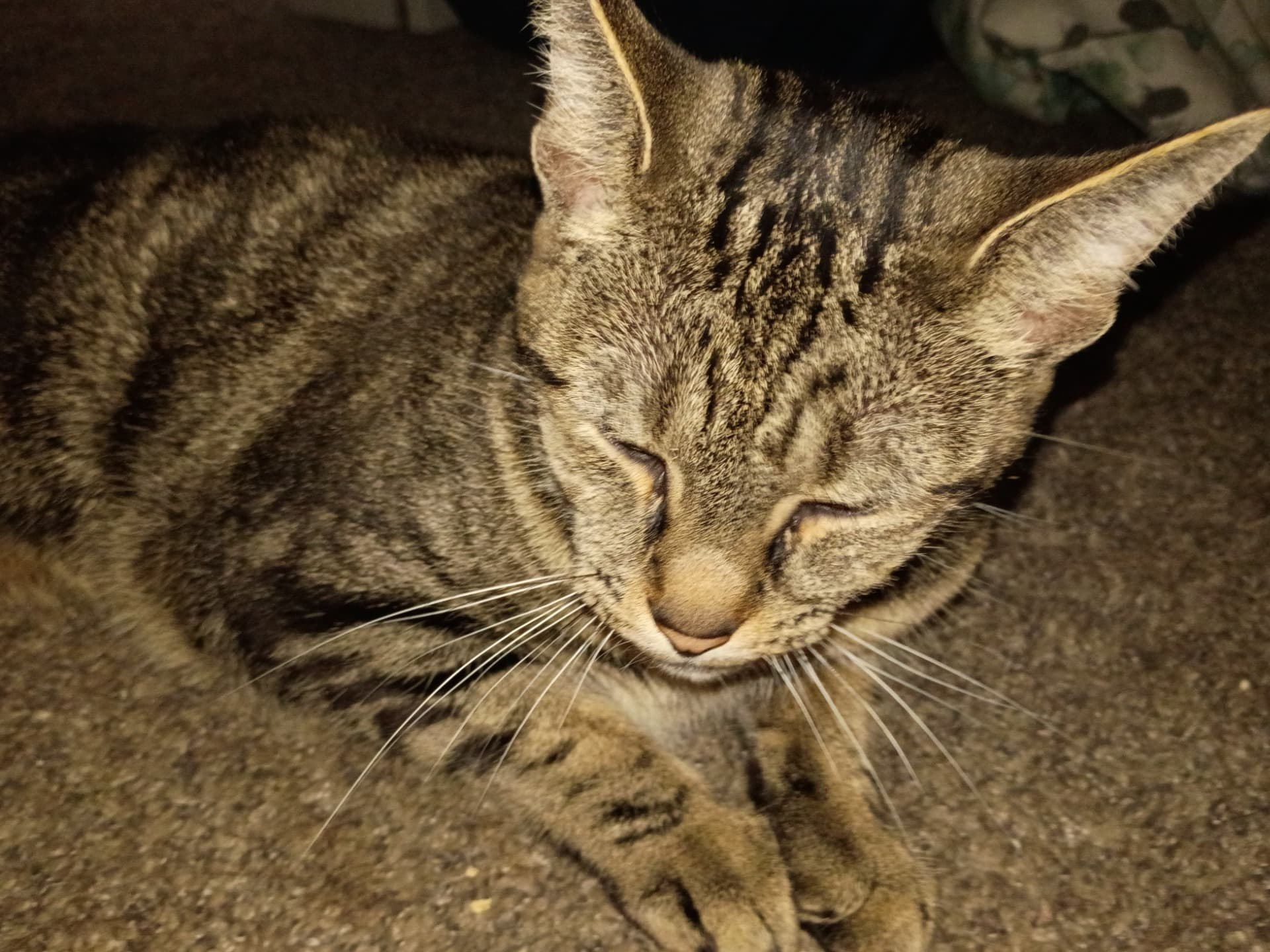 tabby - Tabby | Petmeetly