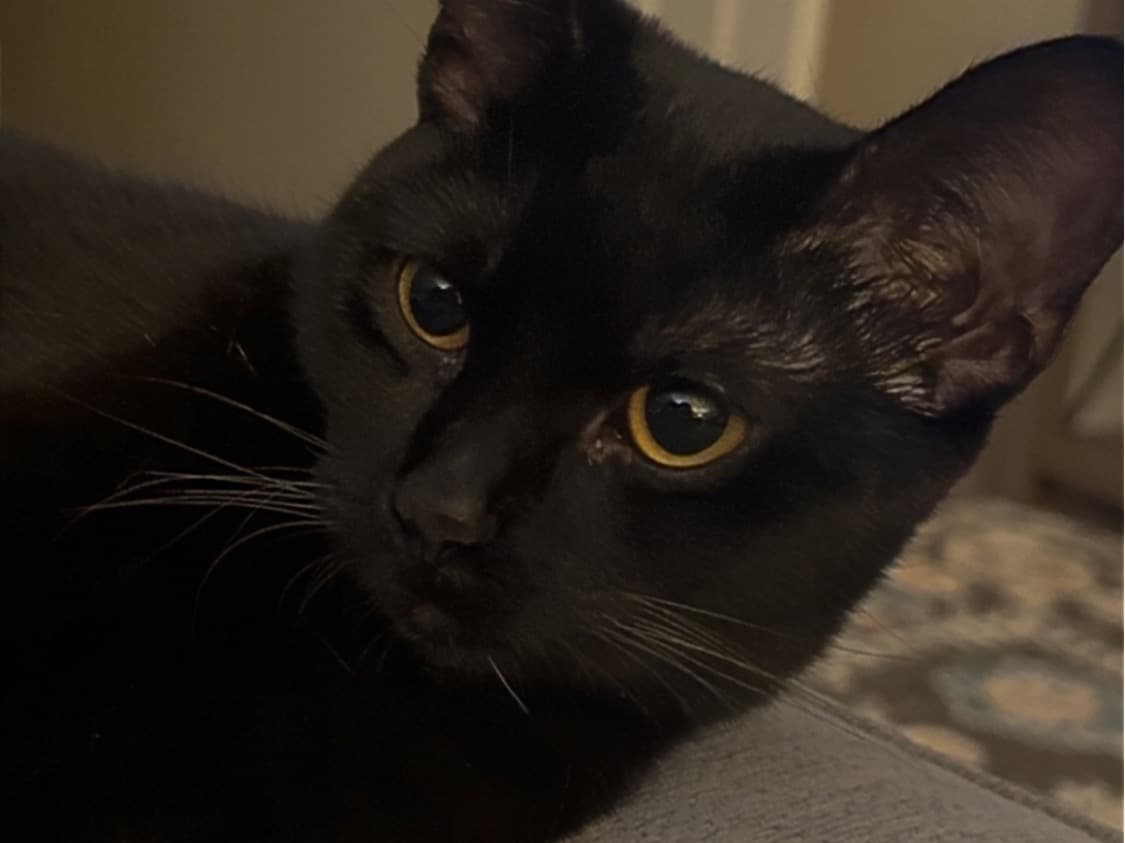 Iris - Domestic Shorthair | Petmeetly