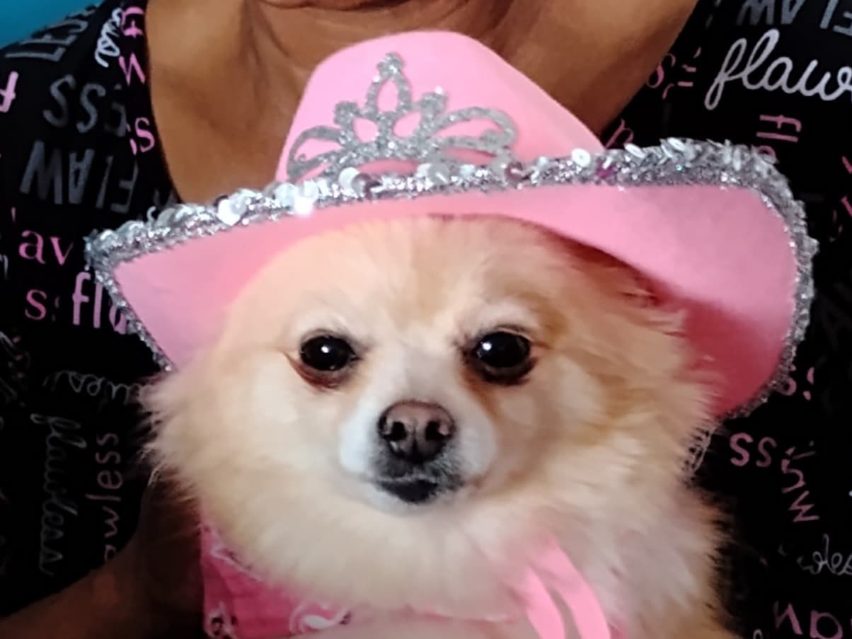 Hanna Banana Montana - Spitz | Petmeetly