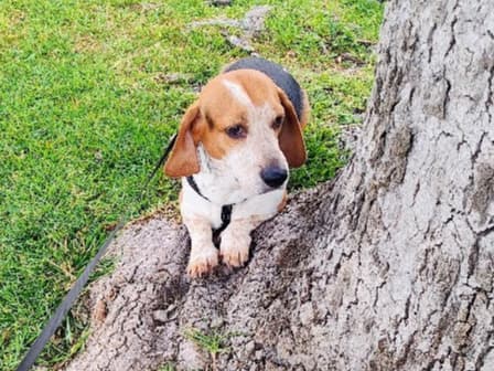 Pudge - Beagle | Petmeetly