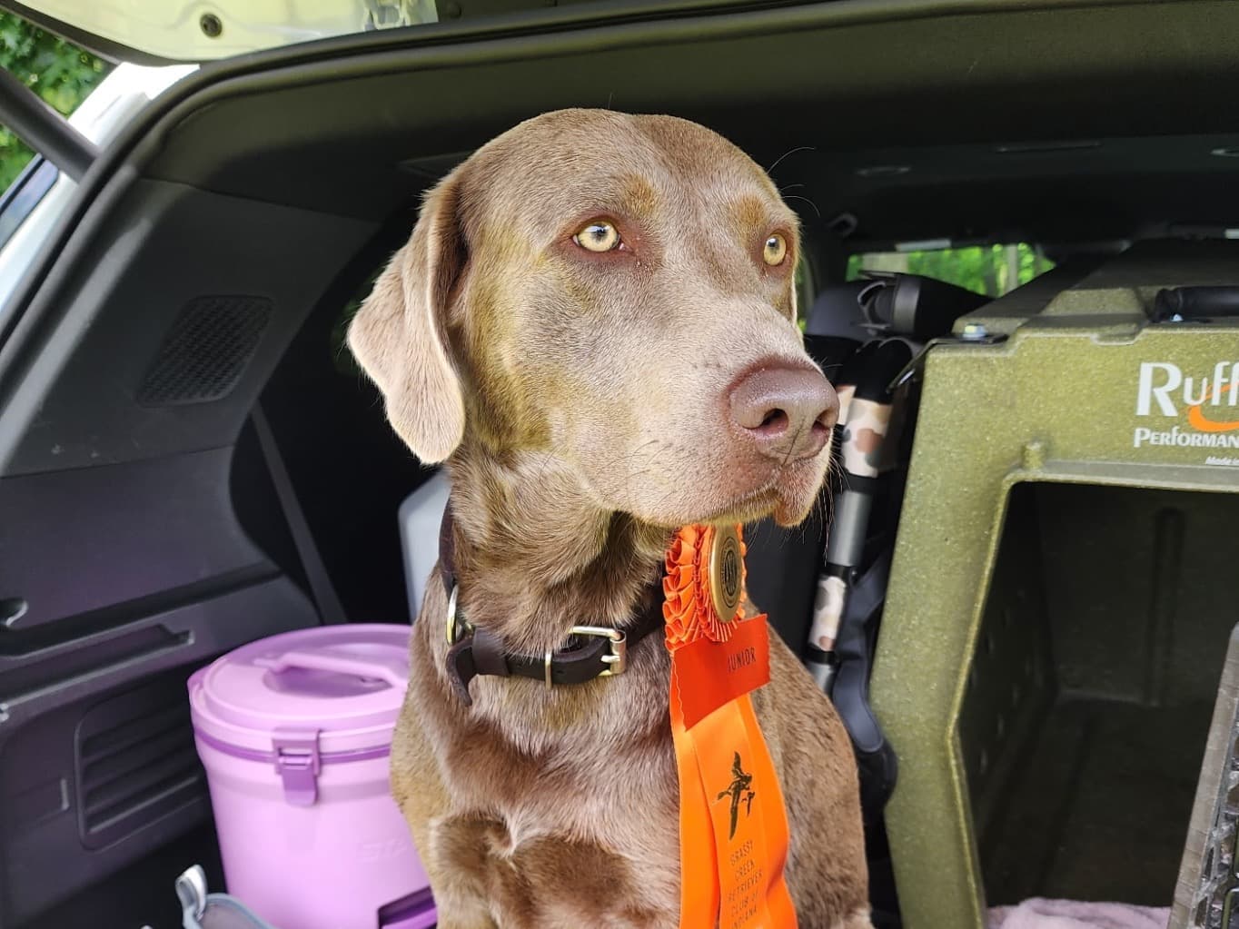 Goose - Labrador Retriever | Petmeetly