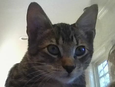 Leo - American Shorthair | Petmeetly