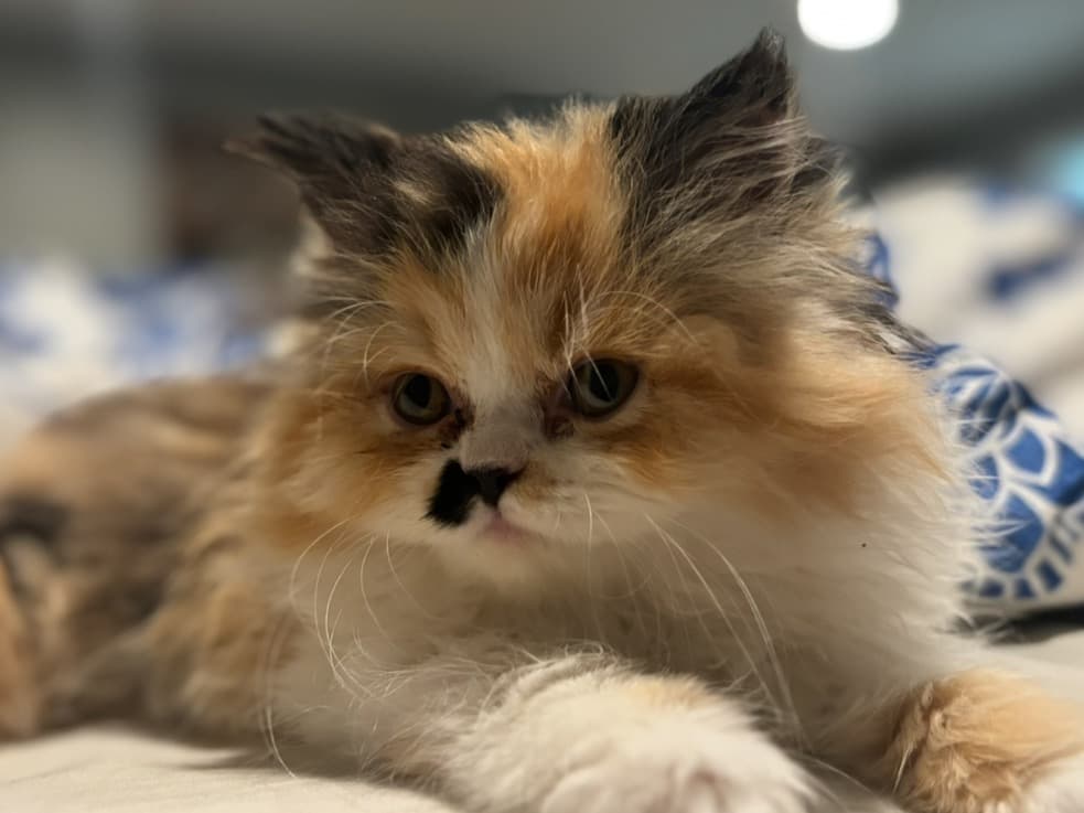 Sunday - Persian | Petmeetly
