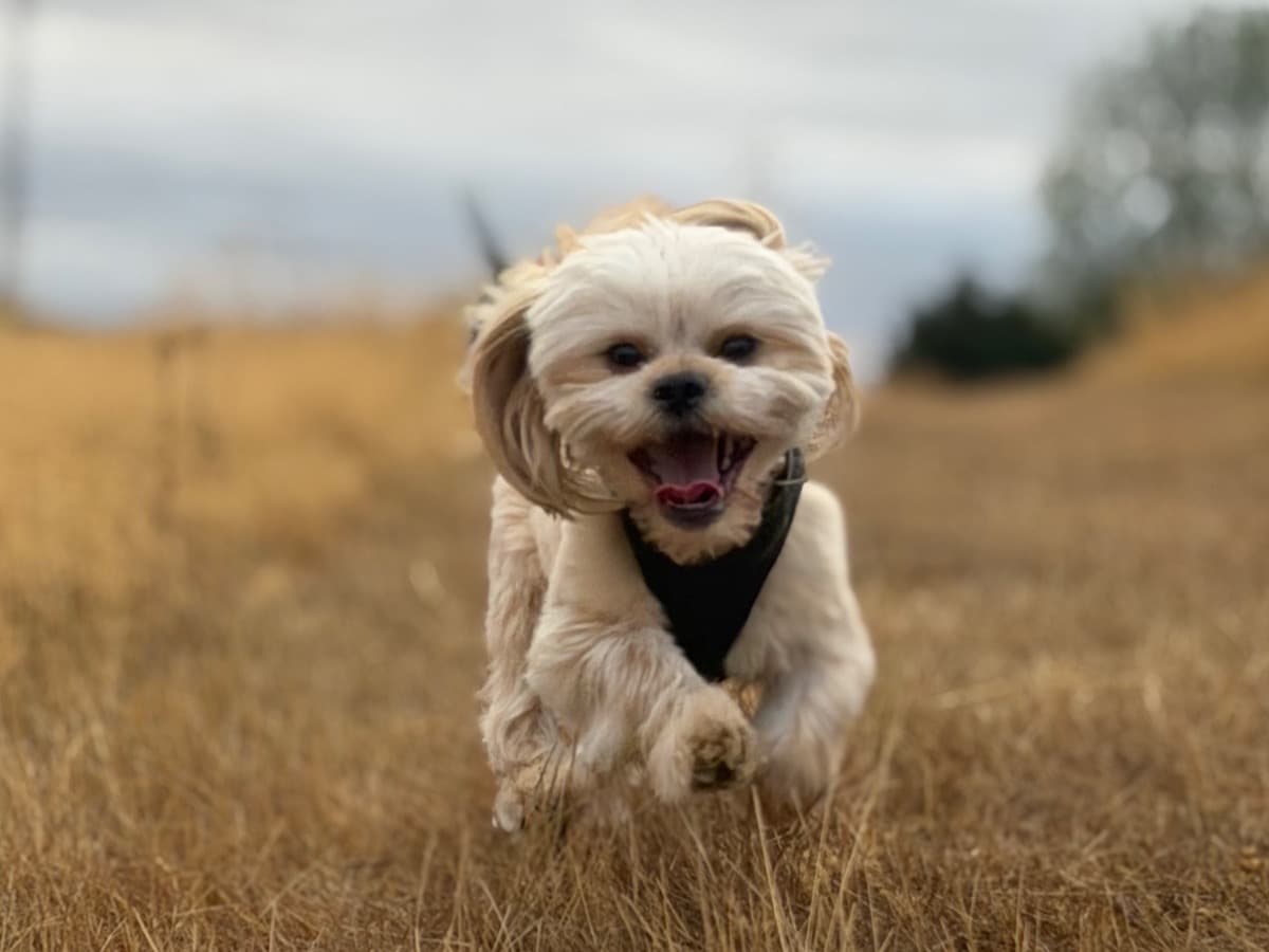 Shih Tzu 1 year 4 months old male small named Arlo for breeding in Lightmoor, England | Petmeetly