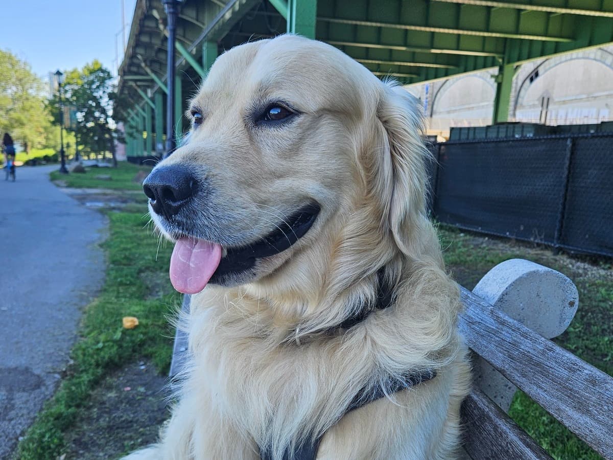 Gus - English Golden Retriever | Petmeetly